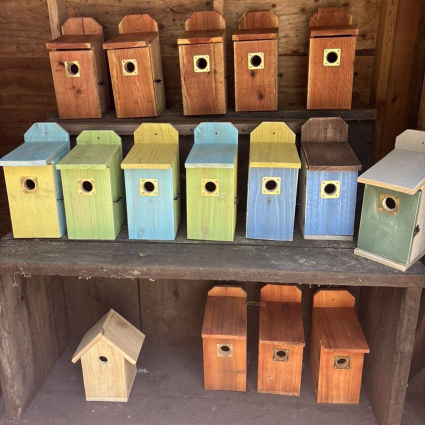 Shelves of finished birdhouses in the shop: stained redwood on top, painted colors in the middle, natural below.